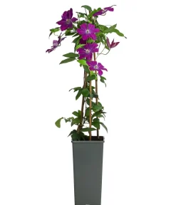 Dehner Clematis|Kletterpflanzen > Waldrebe - Clematis 'Rouge Cardinal'