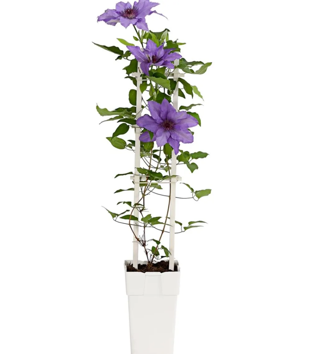 Dehner Clematis|Kletterpflanzen > Waldrebe - Clematis, Spalier