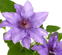 Dehner Clematis|Kletterpflanzen > Waldrebe - Clematis, Spalier