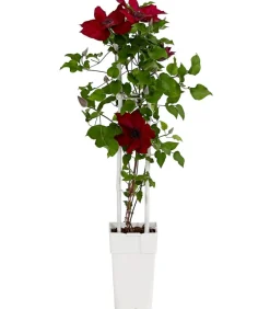 Dehner Waldrebe - Clematis, Spalier Rot