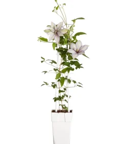 Dehner Waldrebe - Clematis, Spalier Zartrosa Outlet