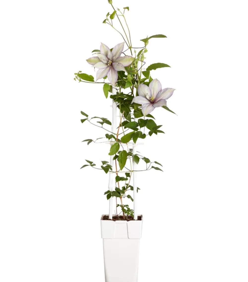 Dehner Waldrebe - Clematis, Spalier Zartrosa Outlet