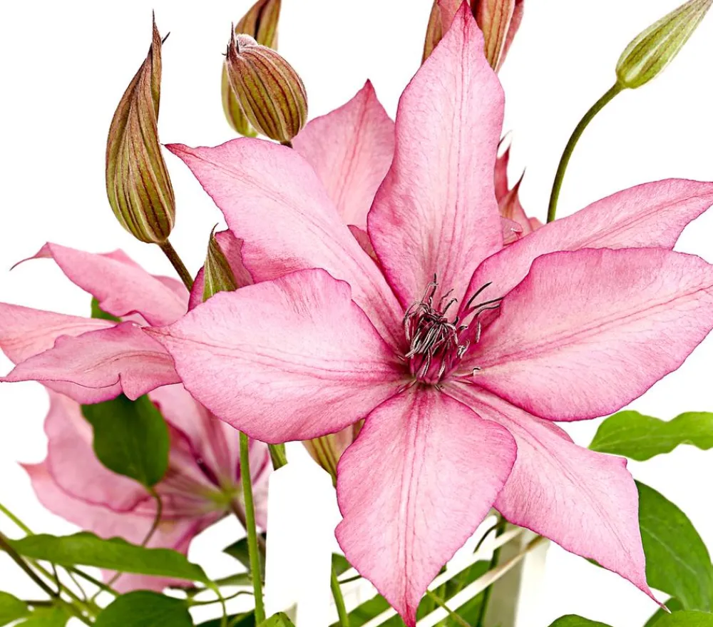 Dehner Waldrebe - Clematis, Spalier Zartrosa Outlet