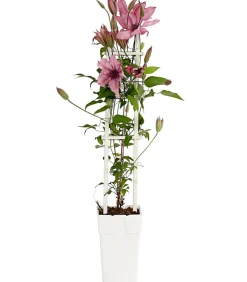 Dehner Waldrebe - Clematis, Spalier Zartrosa Outlet