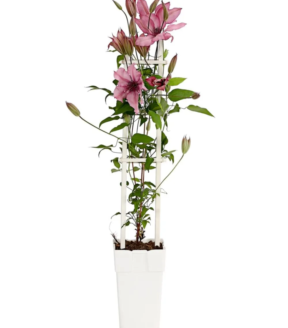 Dehner Waldrebe - Clematis, Spalier Zartrosa Outlet