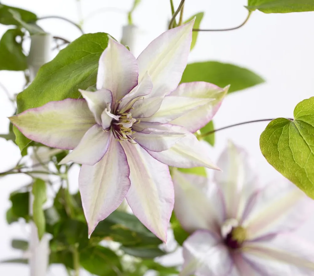 Dehner Waldrebe - Clematis, Spalier Zartrosa Outlet