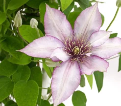 Dehner Clematis|Kletterpflanzen - Waldrebe - Clematis, Spalier Weiß