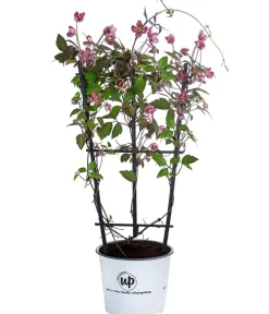 Dehner Clematis|Kletterpflanzen > Waldrebe - Clematis 'Van Gogh'