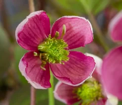 Dehner Clematis|Kletterpflanzen > Waldrebe - Clematis 'Van Gogh'