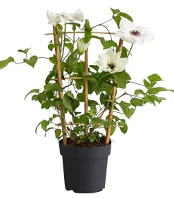 Dehner Clematis|Kletterpflanzen - Waldrebe - Clematis, , Rankhilfe Weiß