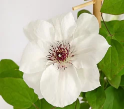 Dehner Clematis|Kletterpflanzen - Waldrebe - Clematis, , Rankhilfe Weiß