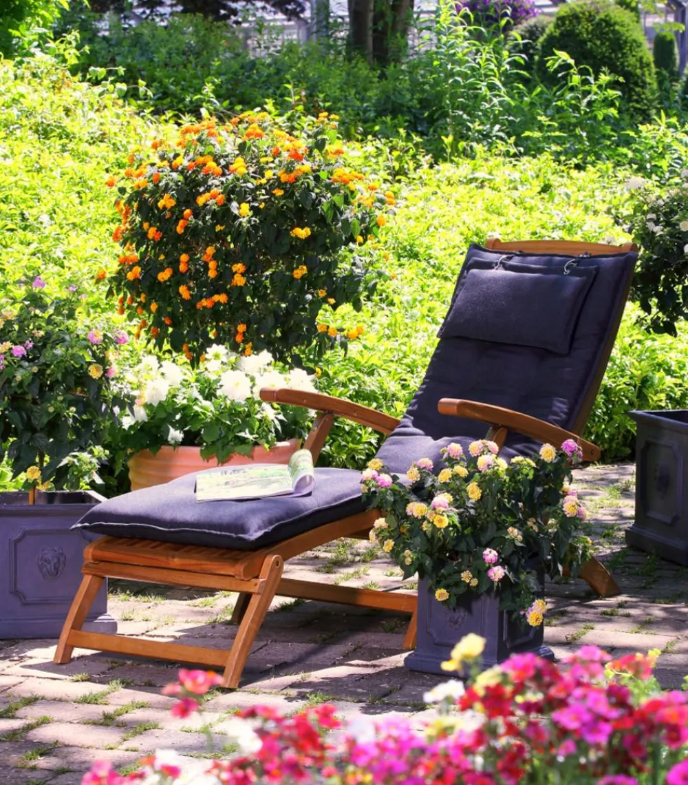 Dehner Terrassenpflanzen > Wandelröschen, Busch