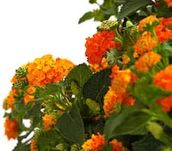 Dehner Wandelröschen, Busch Orange New