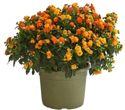 Dehner Wandelröschen, Busch Orange New