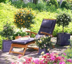 Dehner Wandelröschen, Busch Rosa New