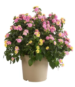 Dehner Wandelröschen, Busch Rosa New