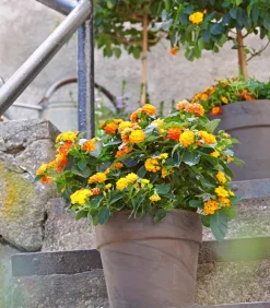 Dehner Terrassenpflanzen - Wandelröschen, Busch Orange