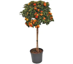 Dehner Terrassenpflanzen - Wandelröschen, Solitärstamm Orange
