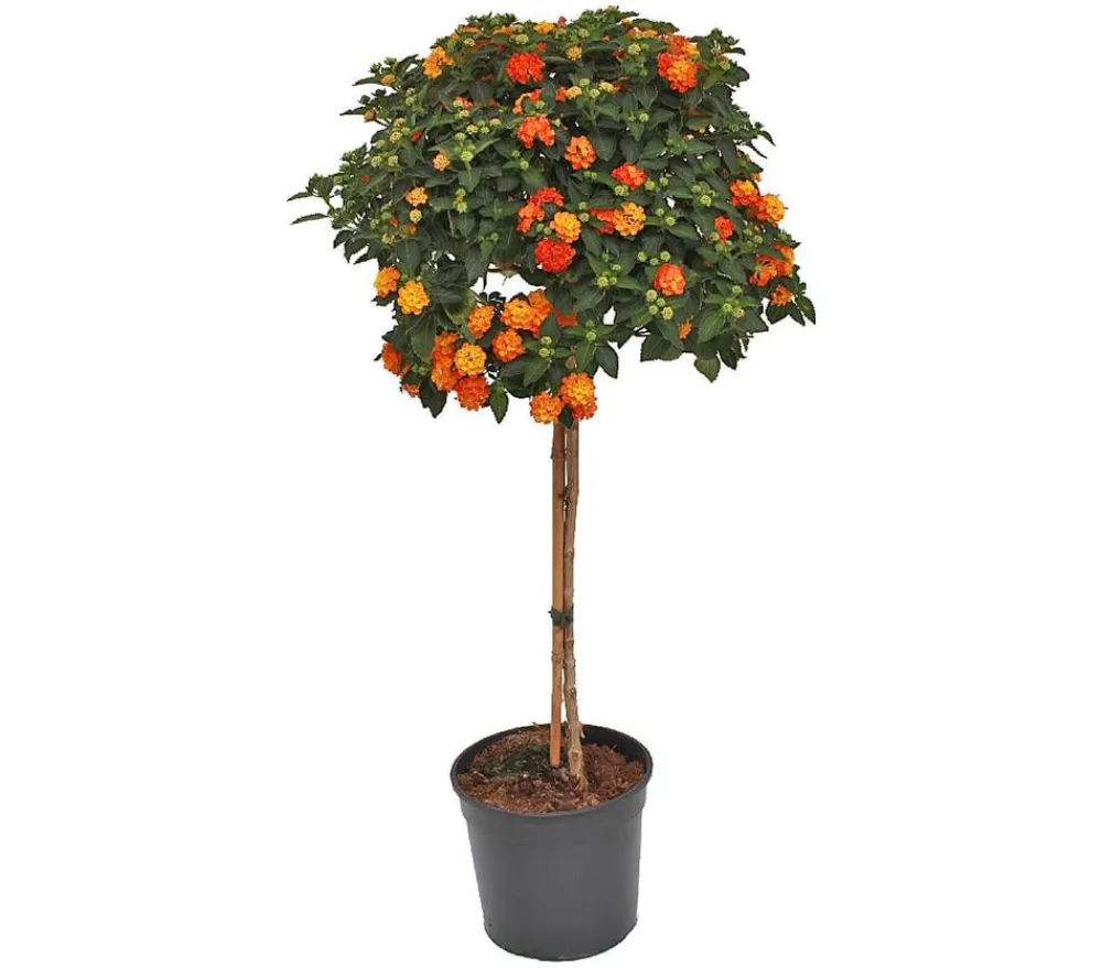 Dehner Terrassenpflanzen - Wandelröschen, Solitärstamm Orange