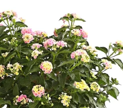 Dehner Wandelröschen, Stämmchen Rosa