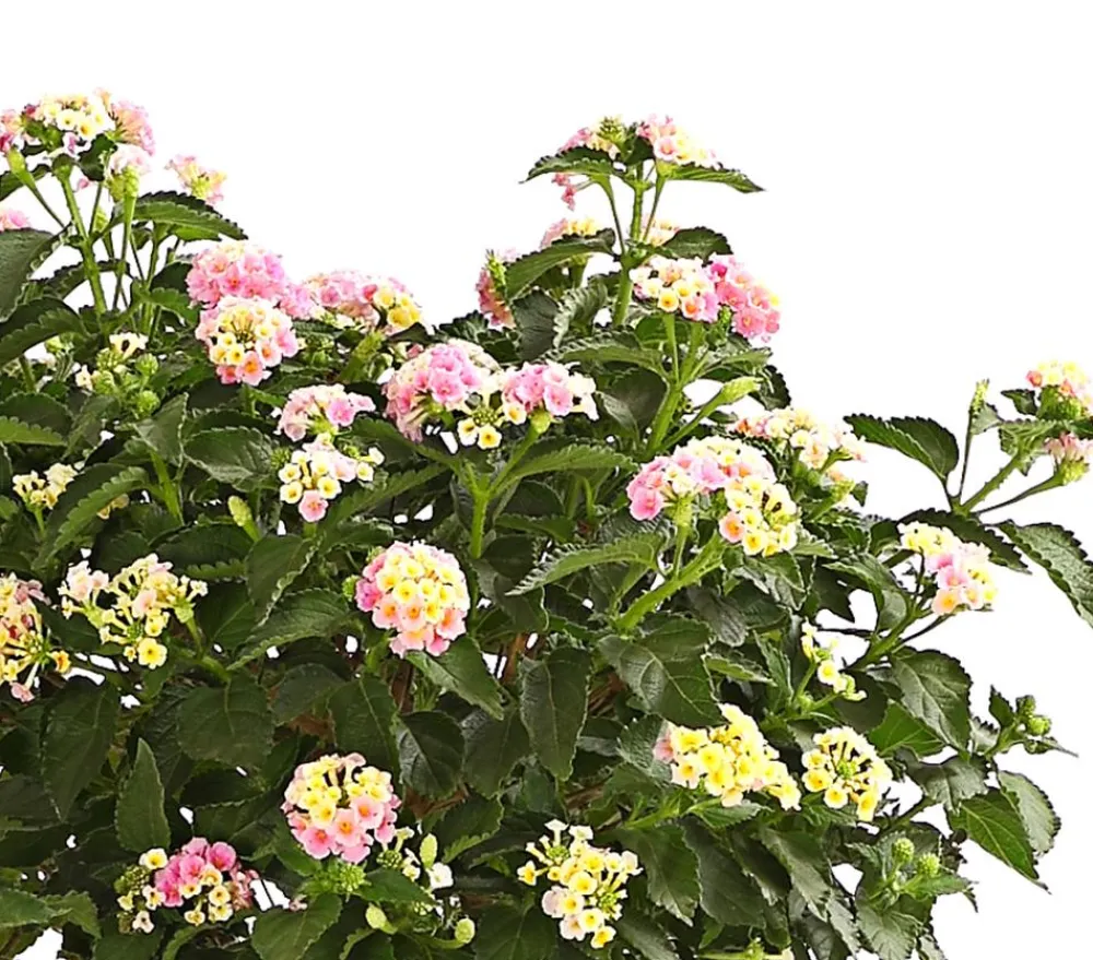Dehner Wandelröschen, Stämmchen Rosa