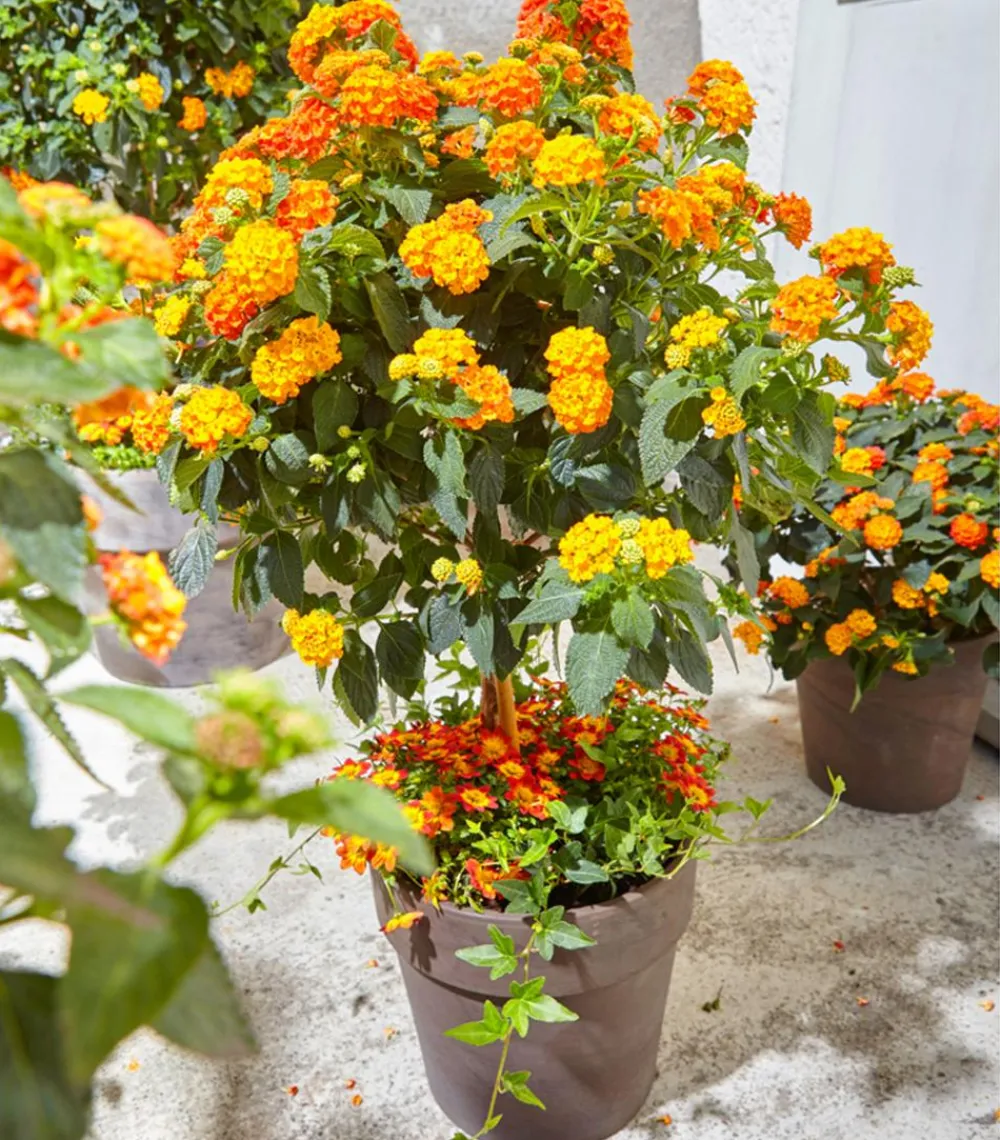 Dehner Terrassenpflanzen - Wandelröschen, Stämmchen Orange