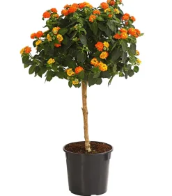 Dehner Terrassenpflanzen - Wandelröschen, Stämmchen Orange