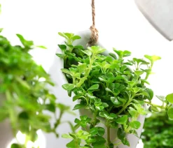 Dehner Hängepflanzen|Zimmerpflanzen Mit Übertopf > Wandhänger Herz mit Peperomie - Peperomia rotundifolia,