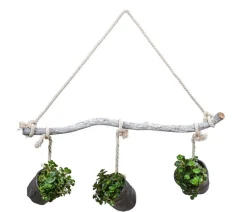 Dehner Hängepflanzen|Zimmerpflanzen Mit Übertopf - Wandhänger mit Fetthenne - Sedum makinoi 'Tornado',