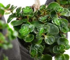 Dehner Hängepflanzen|Zimmerpflanzen Mit Übertopf - Wandhänger mit Fetthenne - Sedum makinoi 'Tornado',