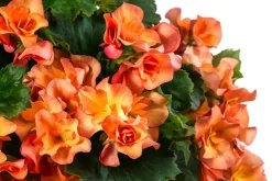 Dehner Balkonpflanzen-Sets|Hängende Sommerblüher - Wandhänger mit Hängebegonien, verschiedene Farben