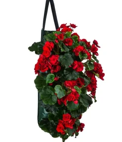 Dehner Balkonpflanzen-Sets|Hängende Sommerblüher - Wandhänger mit Hängebegonien, verschiedene Farben