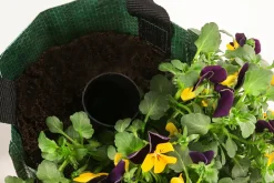 Dehner Balkonpflanzen-Sets|Hängende Sommerblüher - Wandhänger mit Hornveilchen, verschiedene Farben