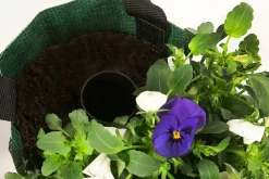 Dehner Balkonpflanzen-Sets|Hängende Sommerblüher - Wandhänger mit Hornveilchen, verschiedene Farben