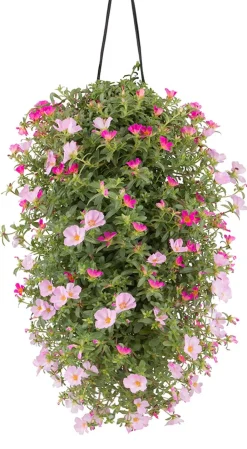 Dehner Balkonpflanzen-Sets|Hängende Sommerblüher - Wandhänger mit Portulakröschen, verschiedene Farben