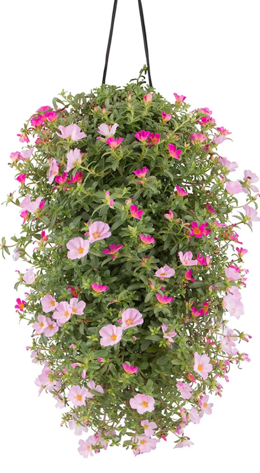 Dehner Balkonpflanzen-Sets|Hängende Sommerblüher - Wandhänger mit Portulakröschen, verschiedene Farben