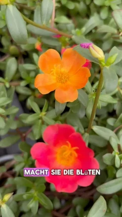 Dehner Balkonpflanzen-Sets|Hängende Sommerblüher - Wandhänger mit Portulakröschen, verschiedene Farben