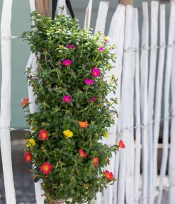 Dehner Balkonpflanzen-Sets|Hängende Sommerblüher - Wandhänger mit Portulakröschen, verschiedene Farben