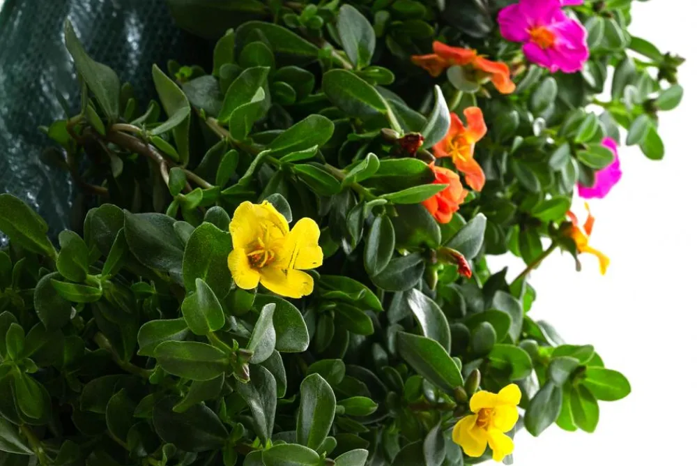 Dehner Balkonpflanzen-Sets|Hängende Sommerblüher - Wandhänger mit Portulakröschen, verschiedene Farben