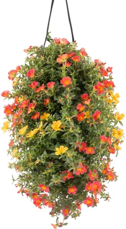 Dehner Balkonpflanzen-Sets|Hängende Sommerblüher - Wandhänger mit Portulakröschen, verschiedene Farben