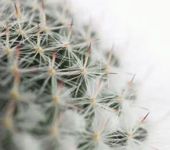 Dehner Warzenkaktus - Mammillaria hahniana Pink Sale