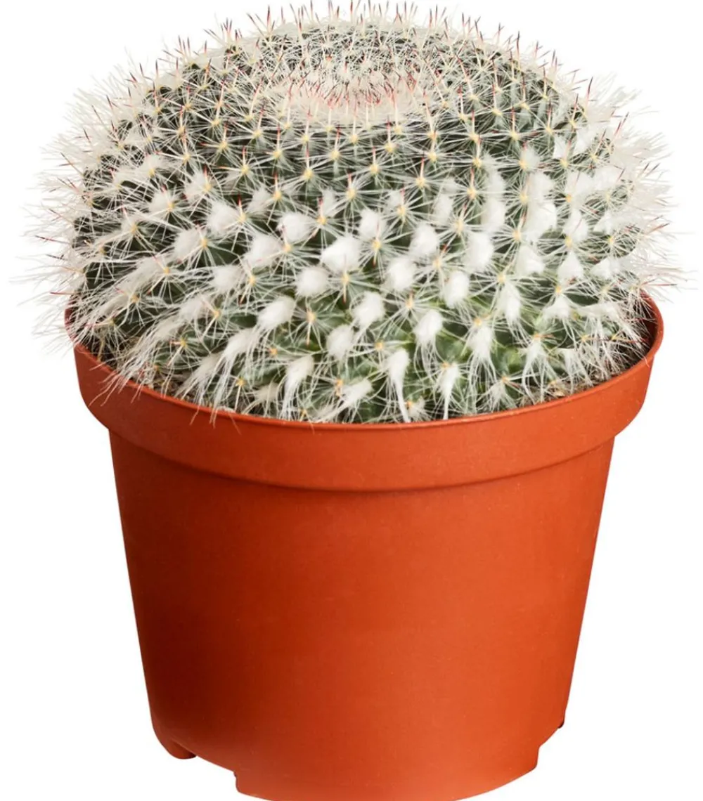 Dehner Warzenkaktus - Mammillaria hahniana Pink Sale