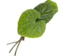 Dehner Garten- & Heilkräuter|Küchenkräuter > Wasabi