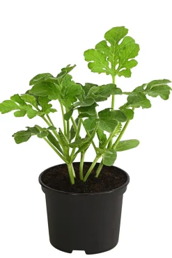 Dehner Wassermelone, Gelb Best