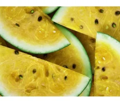 Dehner Wassermelone, Gelb Best
