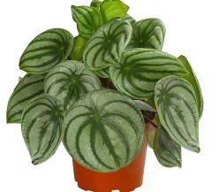 Dehner Wassermelonen-Peperomie - Peperomia argyreia Online