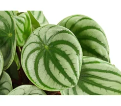 Dehner Wassermelonen-Peperomie - Peperomia argyreia Online