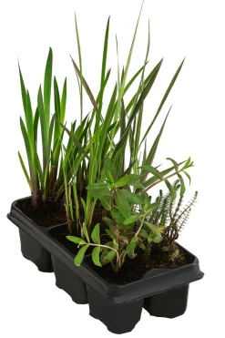 Dehner Aqua Gartenteich·Teich­­Pflanzen|Teichpflanzen - Wasserpflanzen-Set Blütenparadies, verschiedene Sorten, 6-teilig Grün