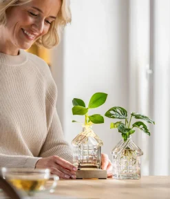Dehner Waterplant Balsamapfel im Häuschen - Clusia major, mit LED Grün Sale