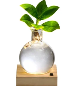 Dehner Waterplant Balsamapfel im Kugelglas - Clusia rosea 'Princess', mit LED Grün Sale